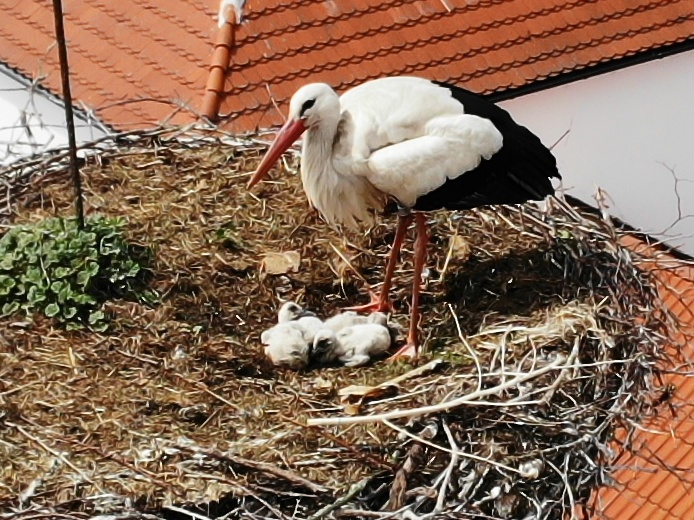 Obrázek - Tak to vypadá na 4 pulli -čápata-